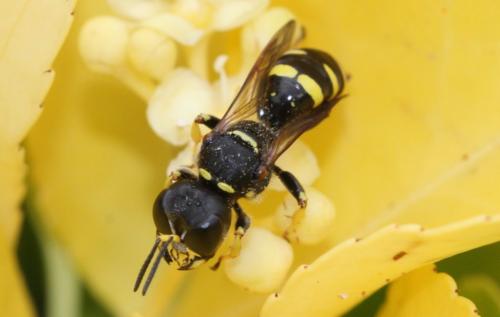 Réf. 286 020 : Ectemnius cephalotes